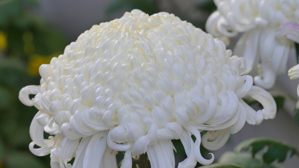 やねせんの白いきく