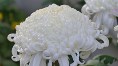 やねせんの白いきく