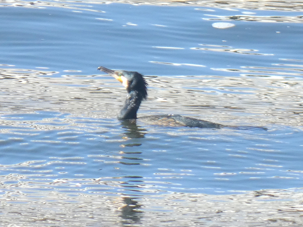 荒川のカワウ