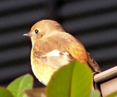 可愛いい春告げ鳥、ジョウビタキ