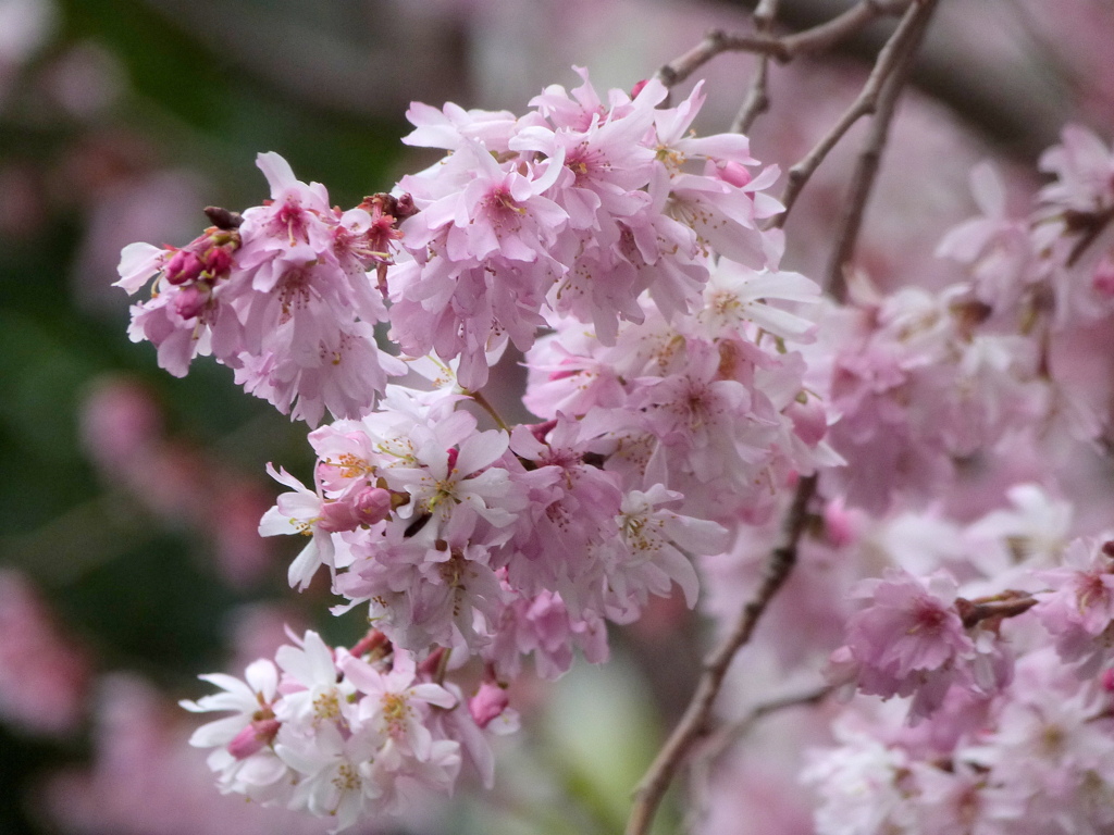 豊川稲荷の帰り三宅坂の国立劇場に寄ってみた。十月桜満開