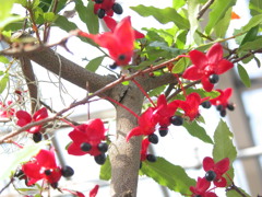 小石川後楽園のミッキーマウスの木
