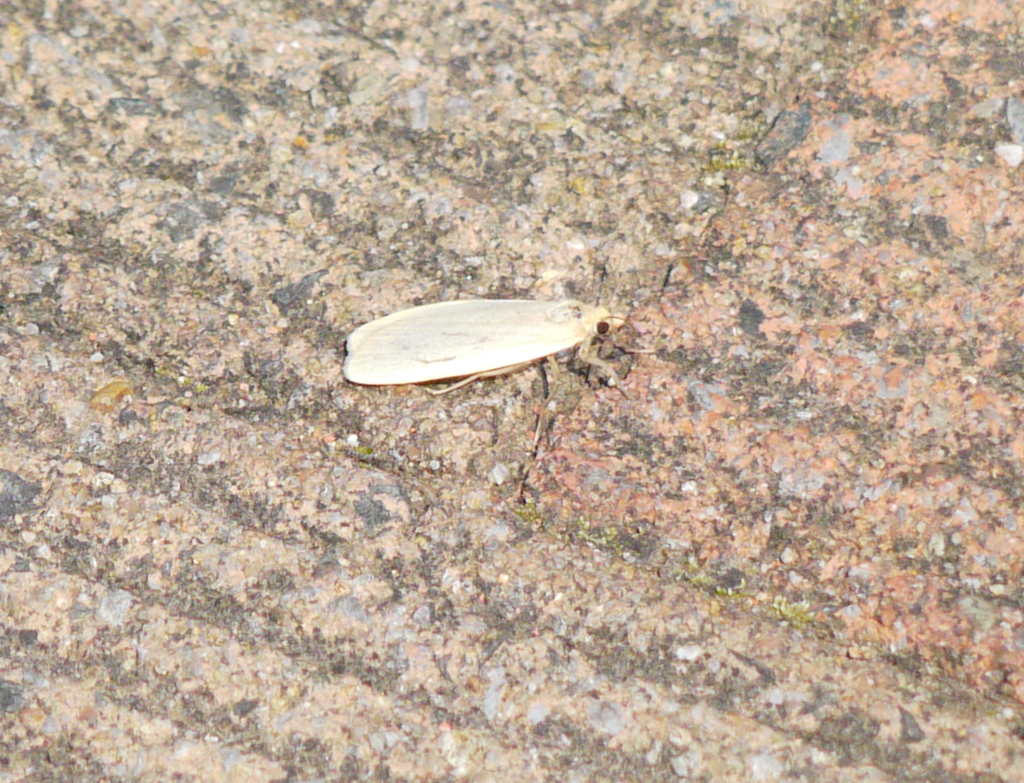 ワンドの草影から小さいくさカゲロウ？