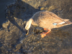 荒川の橋下の夕日の当たるカルガモ