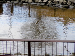 桜木ワンドの池に映った欅の空