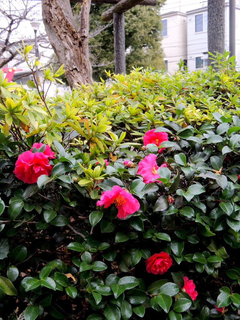 近居の公園の山茶花の垣根