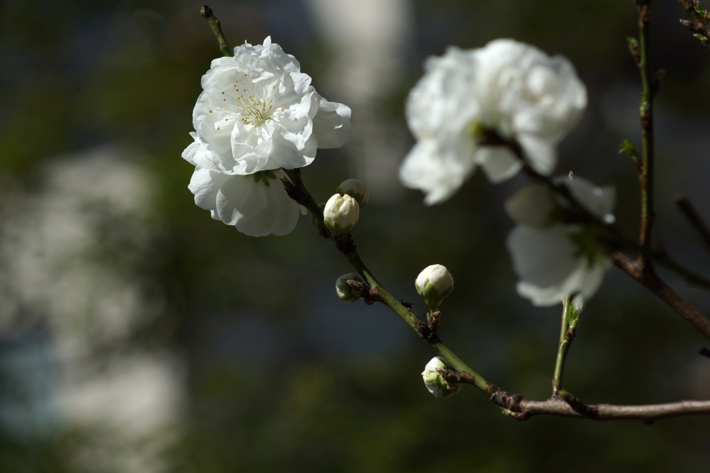 町屋のマンションの白い花桃