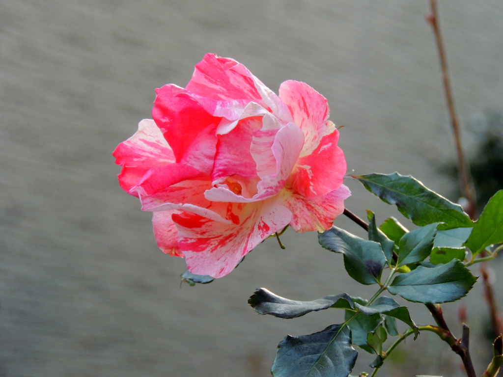 桃色の薔薇
