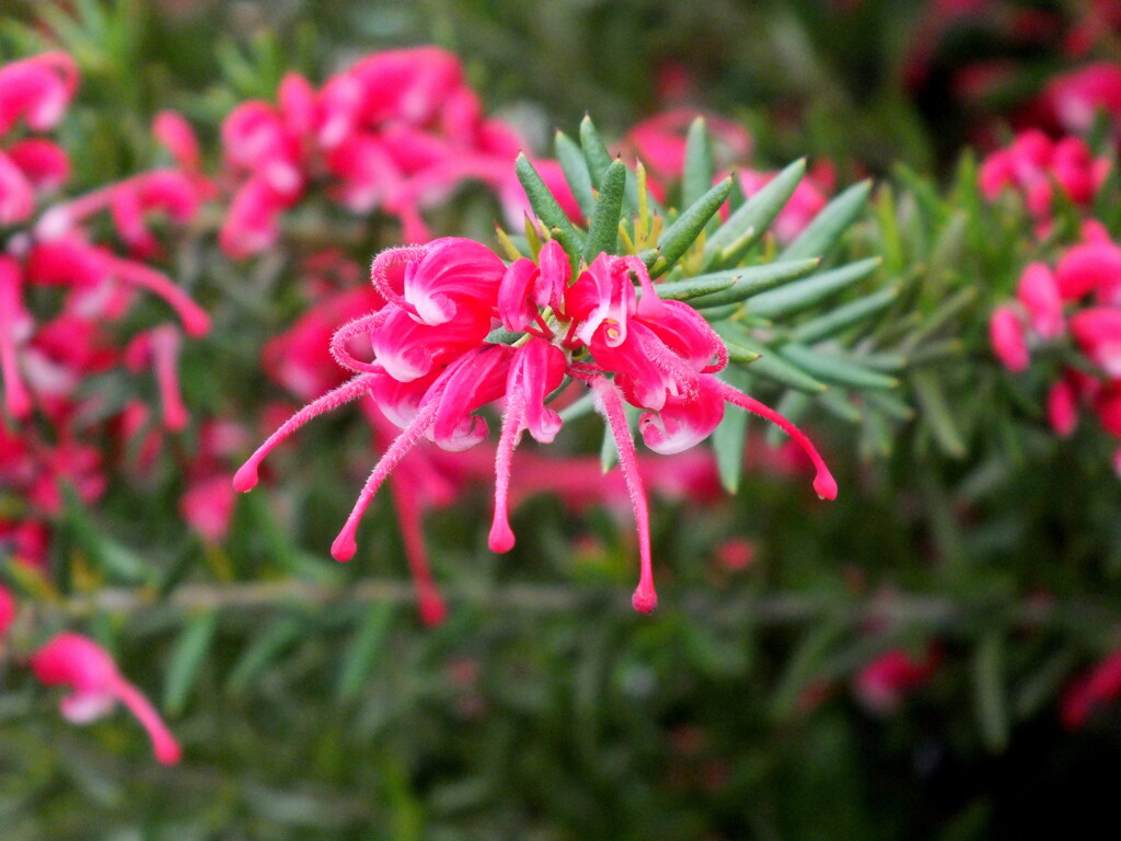 民家のオーストラリアのグレビレア