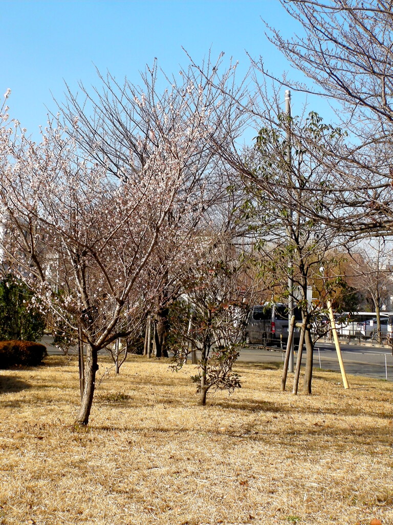 千住桜稲荷神社向かいの区内スペースの満開の十月桜