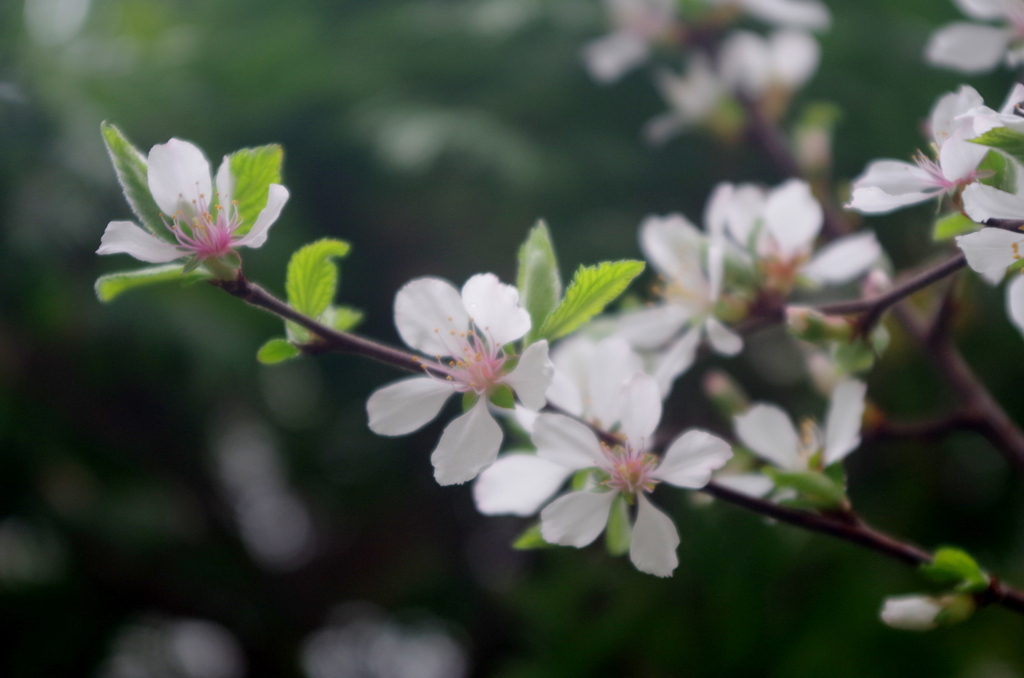曇りのゆすら梅