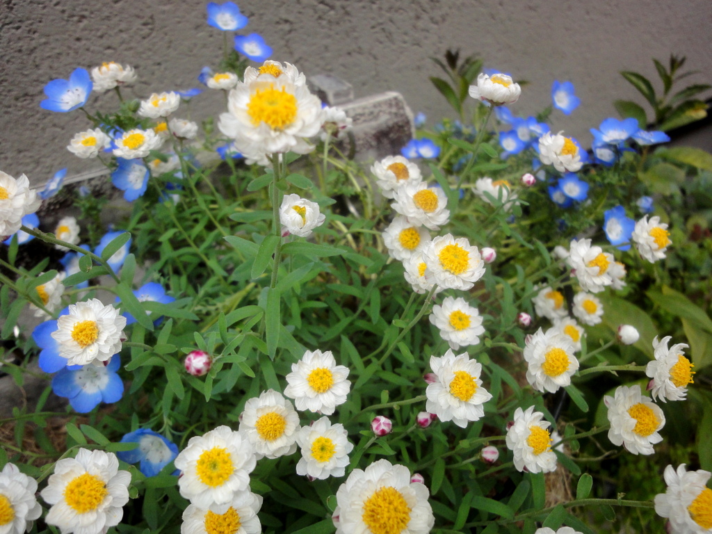 根津の民家のネモフィラとハナカンザシ