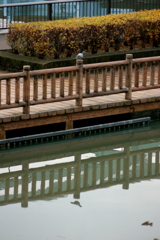 桜木ワンドに映った鳩1羽