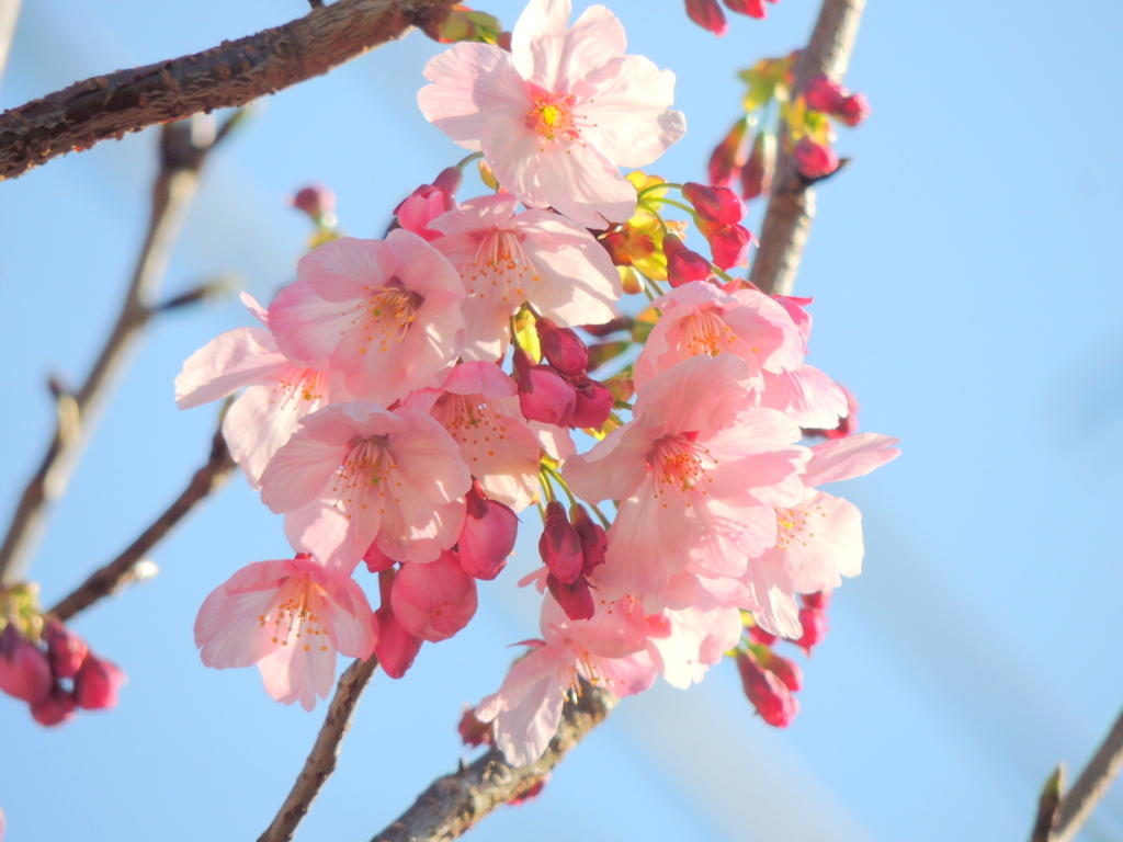 梅田の宗教団体の陽光桜