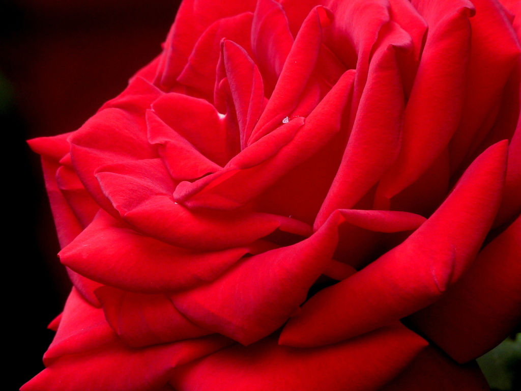 赤薔薇