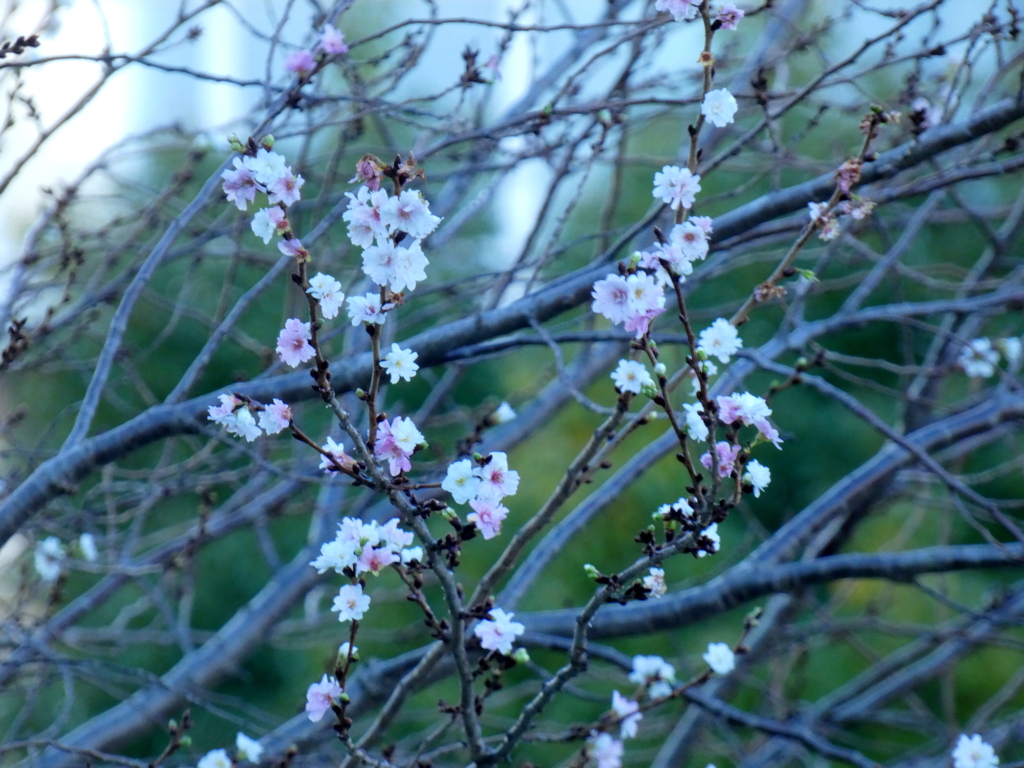 汐入公園の子福桜（コブクザクラ）