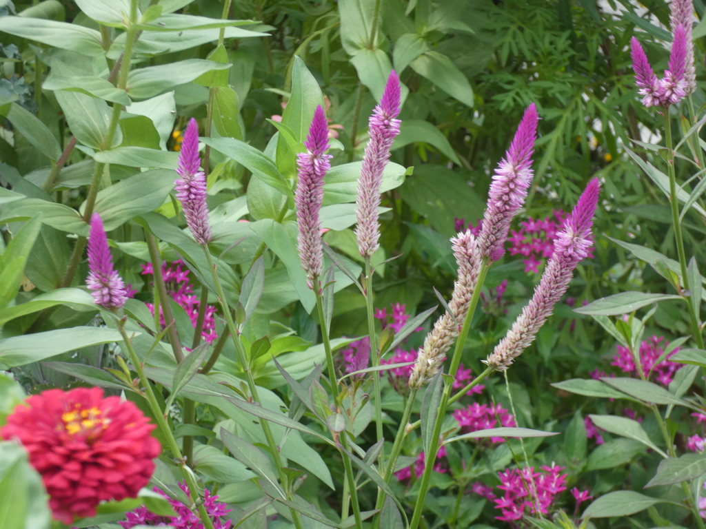 ノゲイトウセロシアと