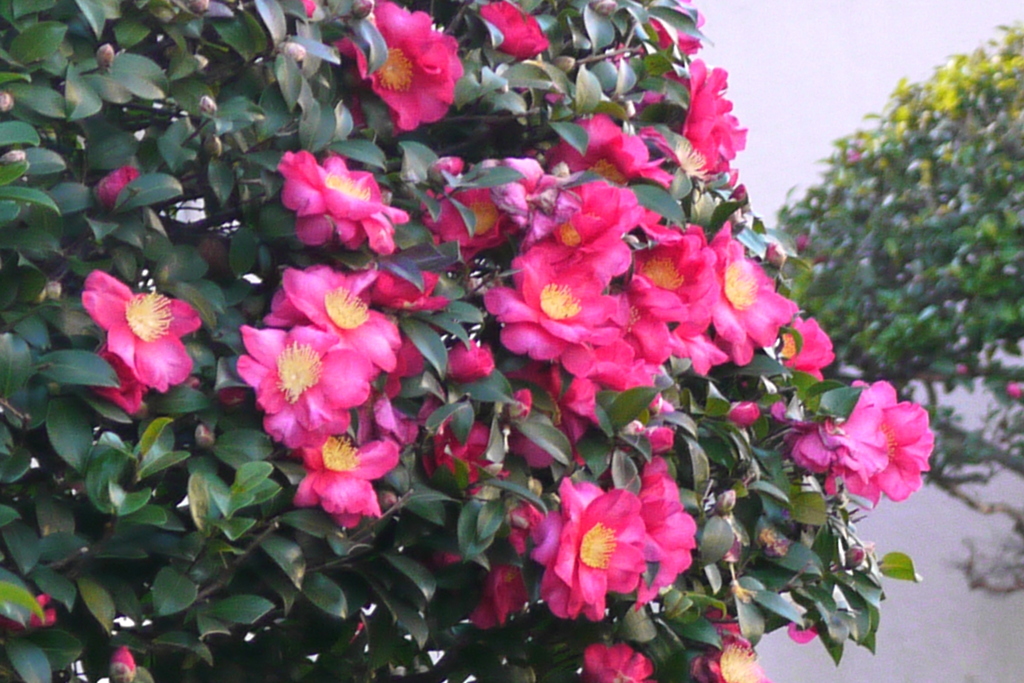 千住のマンション前の咲きそろった山茶花