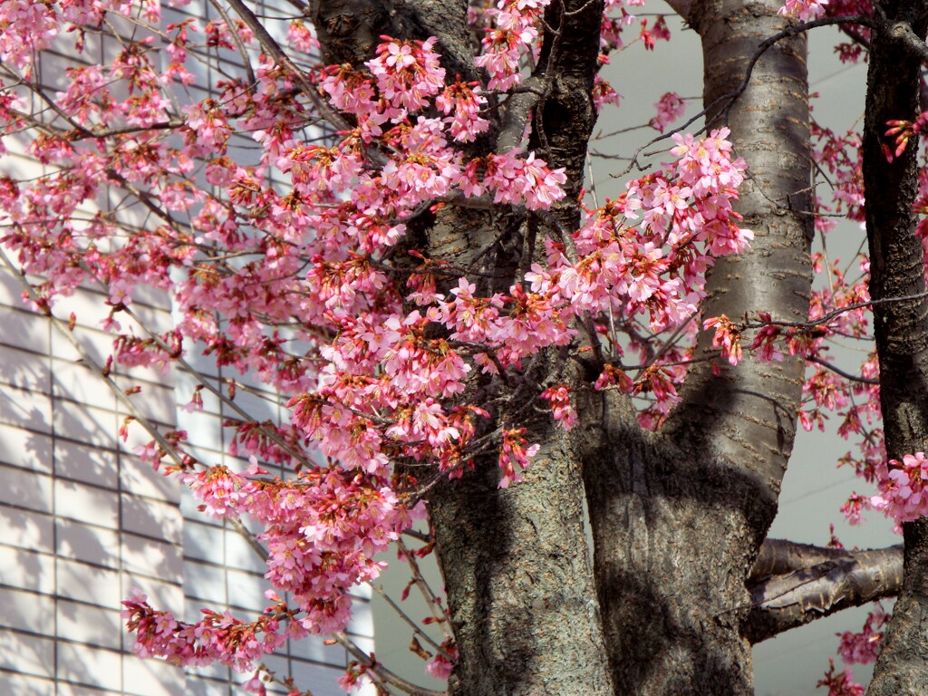 千住曙町のマンション前のおかめ桜と印影