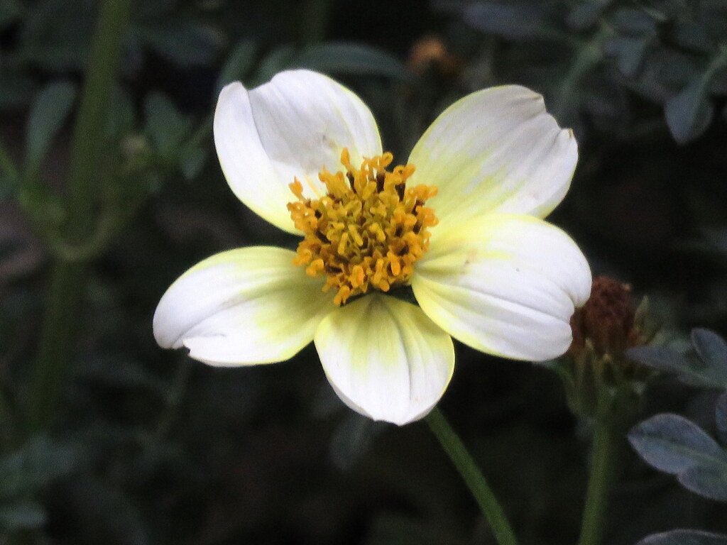 ビデンス（ウインターコスモス）