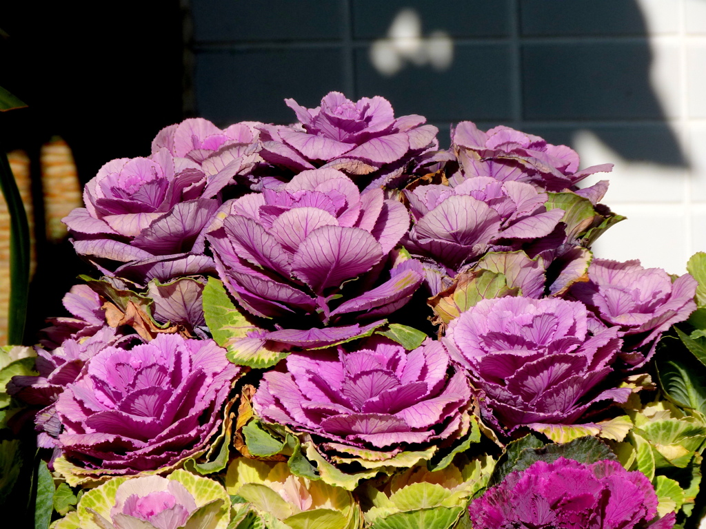 葉ボタン踊り仕立