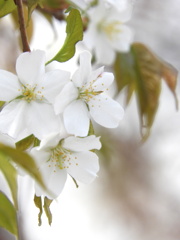 上野の吉野の山桜