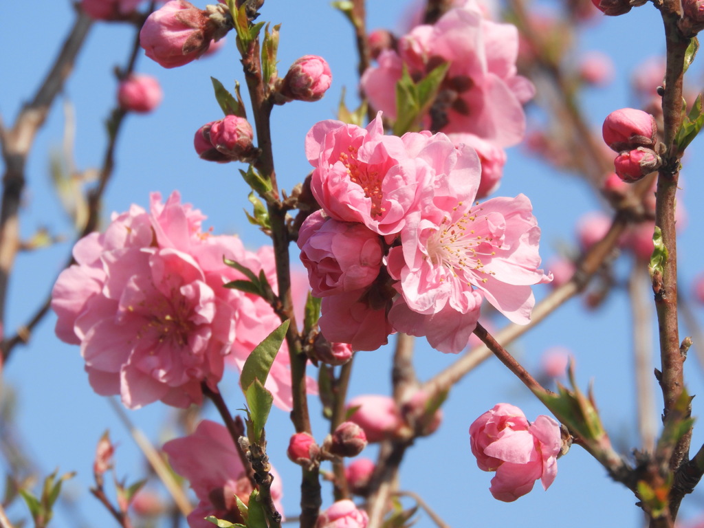 花桃の蕊