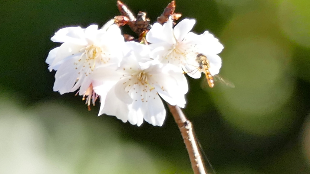 向島の3輪の十月桜にヒラタアブ