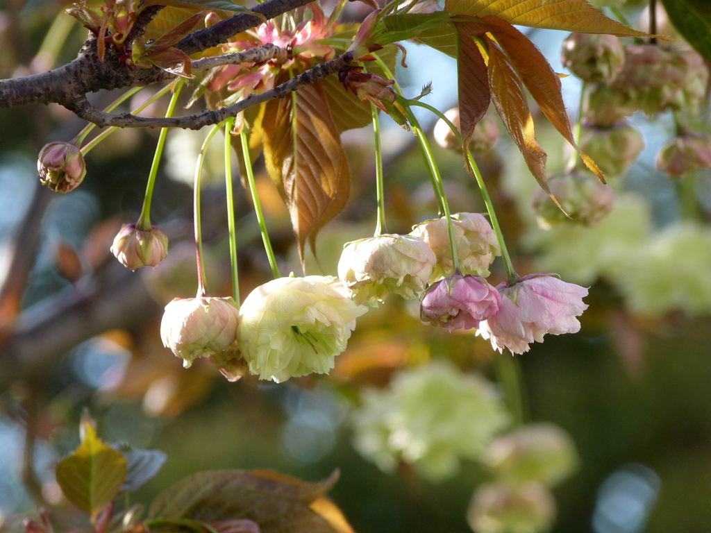 向島の須磨浦フゲンゾウ桜が咲き始めた
