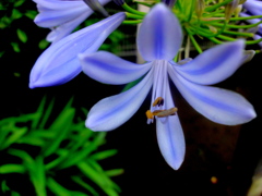 雨のアガパンサスの蕊