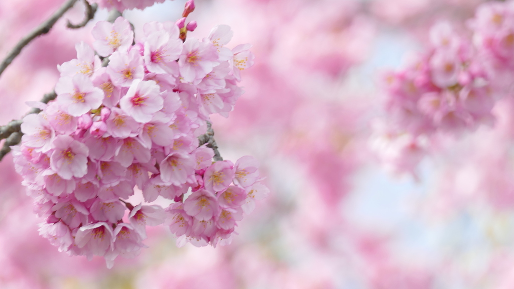 オオカンザクラの種類晩生
