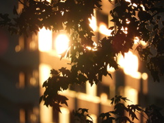 夕日の当たる隅田川の眩しい建物