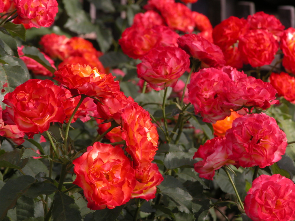 荒川遊園の薔薇８