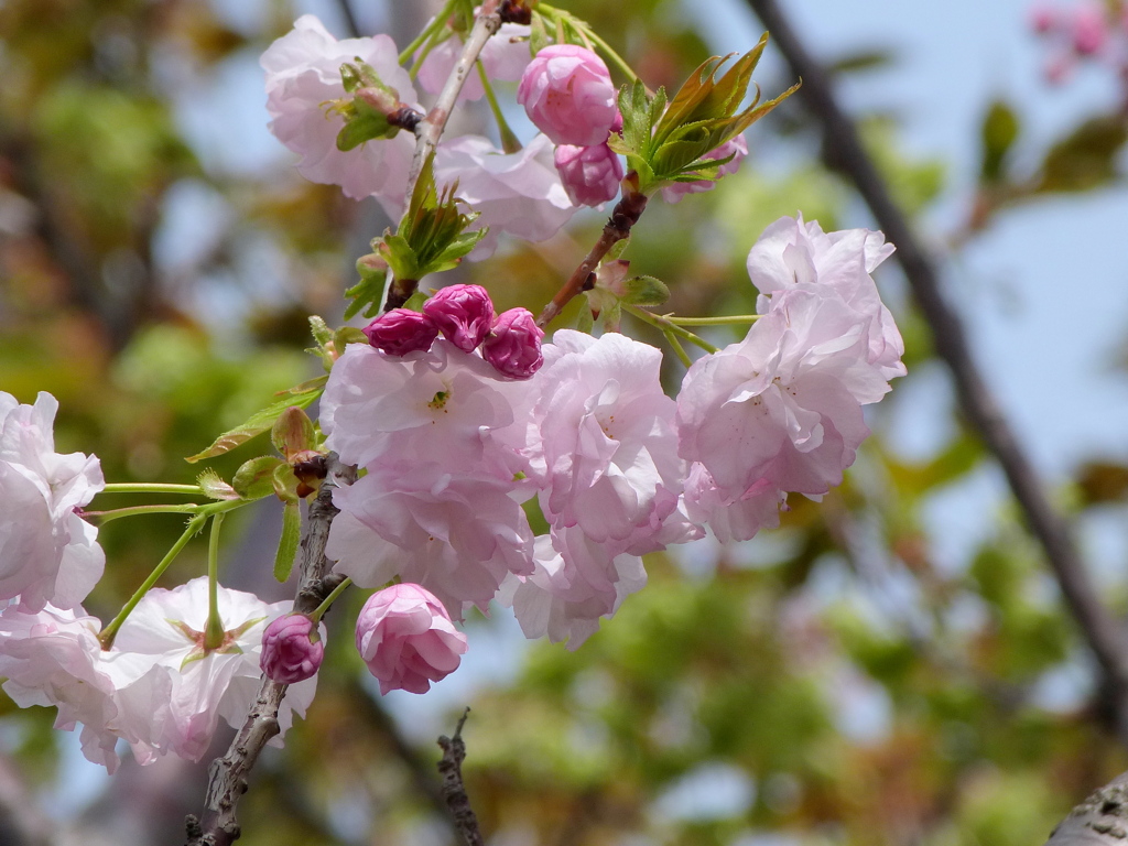 荒川堤の福禄寿桜