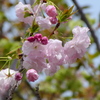 荒川堤の福禄寿桜