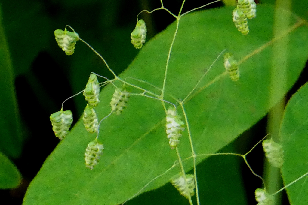 五月ころになると大量発生ヒメコバンソウ、虫眼鏡で見てください