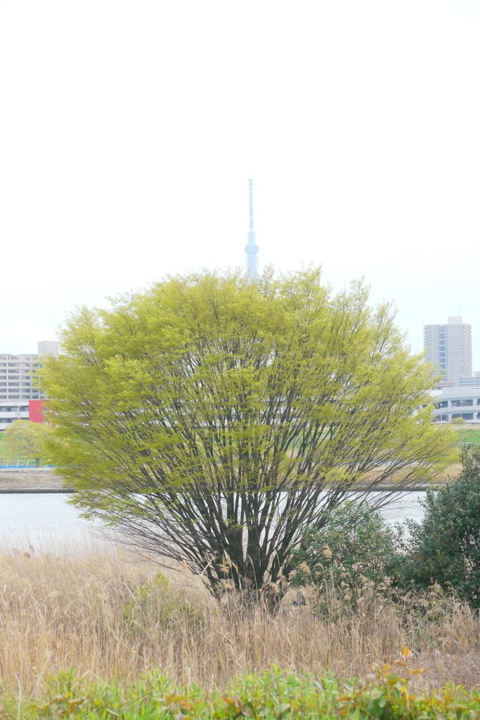荒川河原の欅の上の東京スカイツリー
