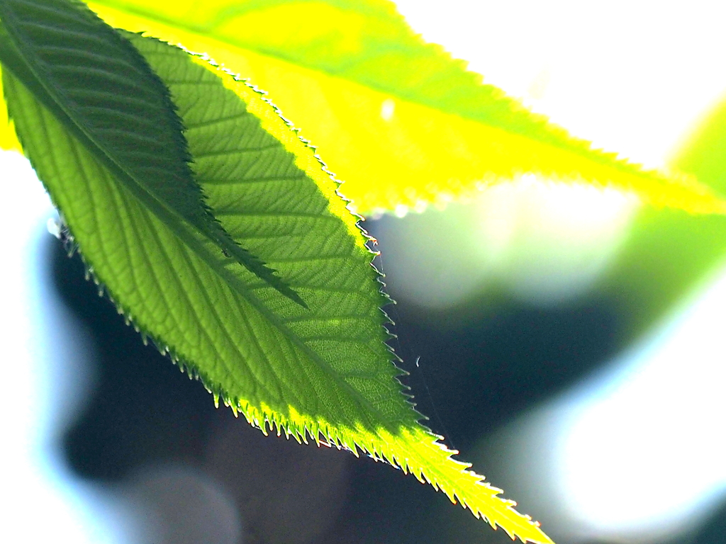 大島桜の葉っぱの鋸歯