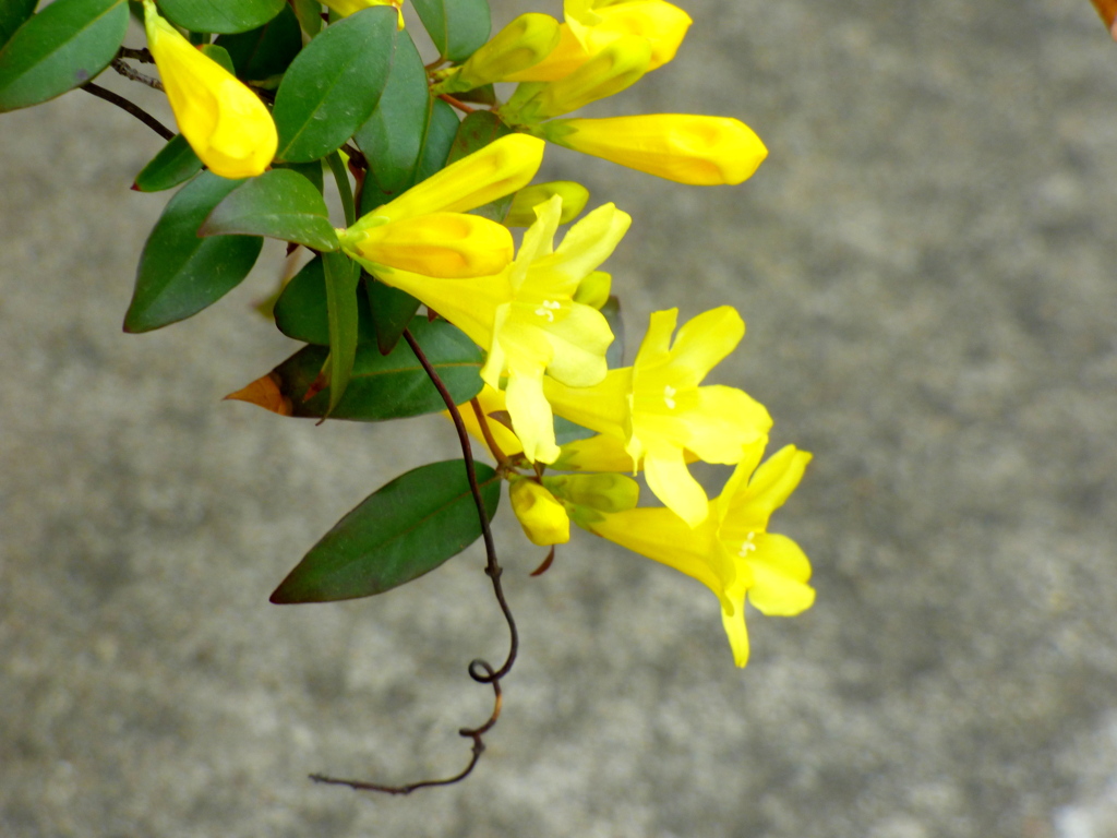 キャロライナジャスミン