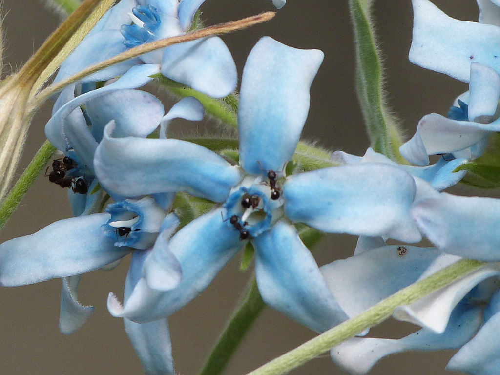 豆田のオキシペタラム・ブルースター