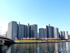 ラメる隅田川の向う河岸のマンション群とオオカンザクラ