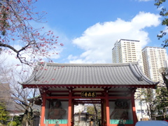 江戸名所図会の諏訪台神社の隣の寺とカンヒザクラ