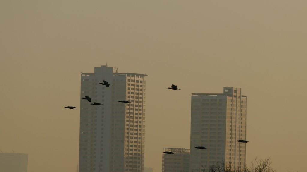 荒川土手から隅田川上空のカワウが