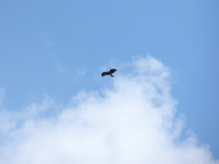 高空を飛ぶ鳶