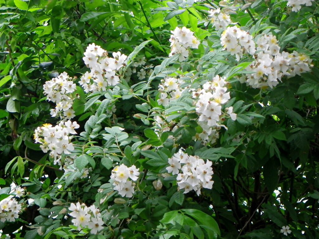 雨後の野薔薇