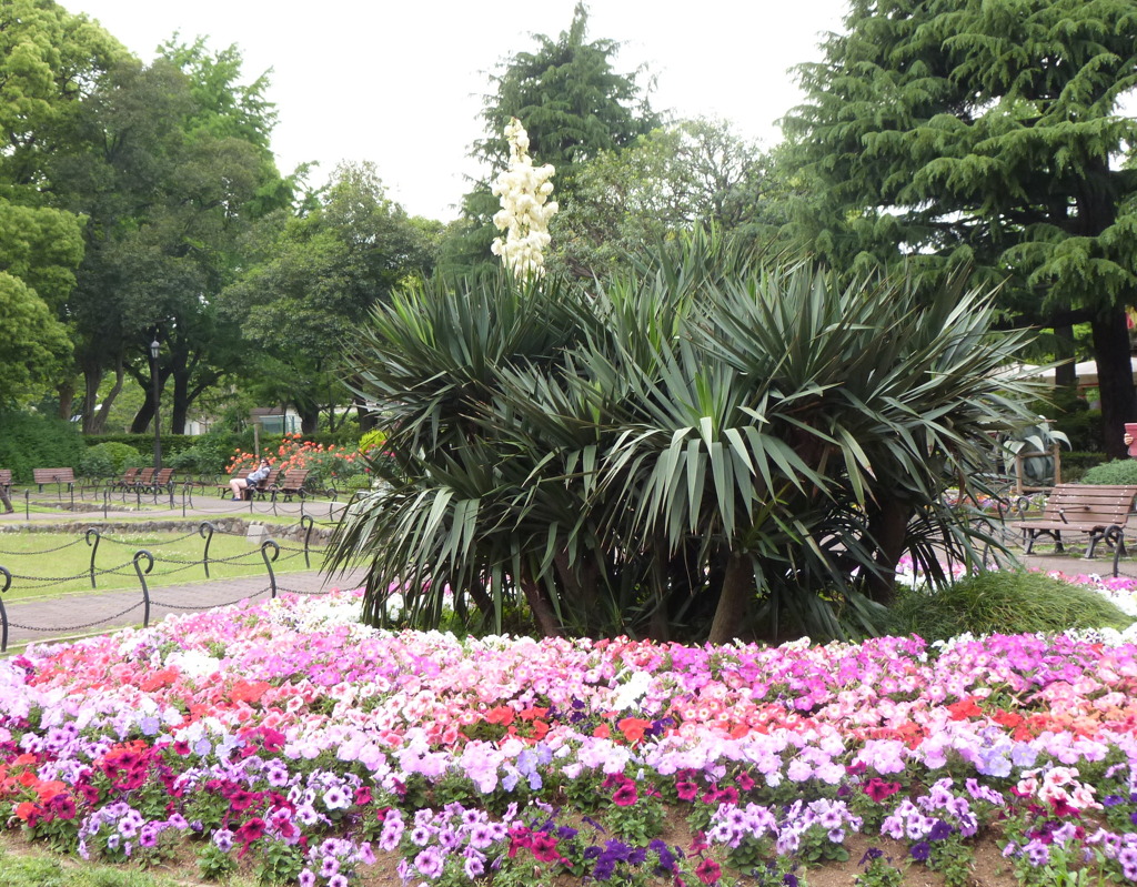 日比谷公園の花壇