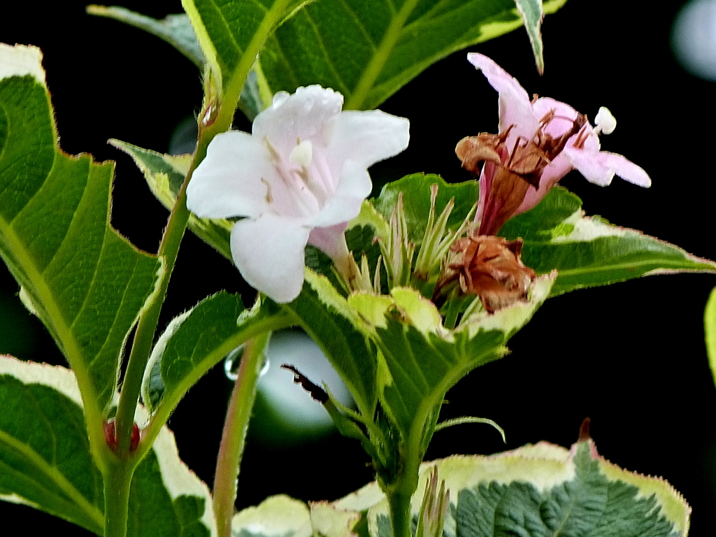 由布院の斑入りタニウツギ