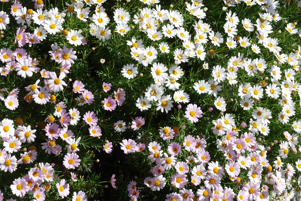 近所のピンクと白のマーガレット