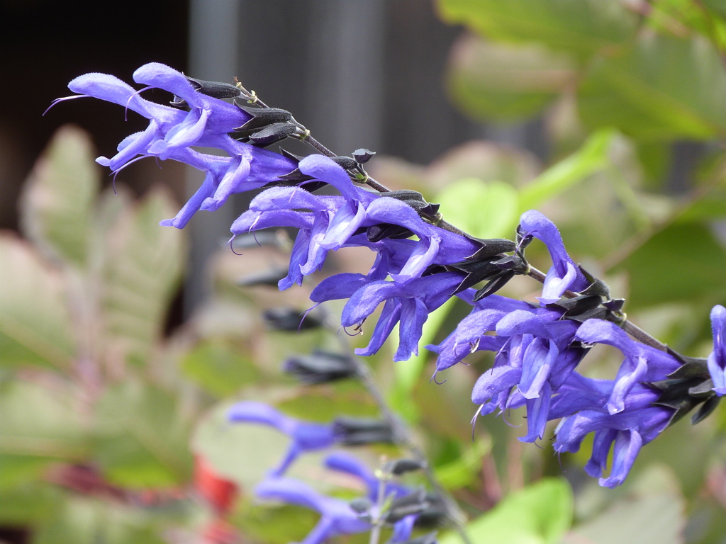 豆田のメドウセージ