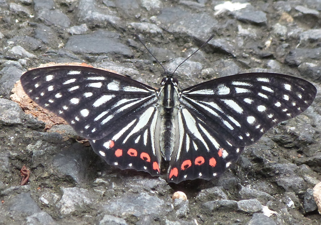 アカボシゴマダラ・台湾蝶